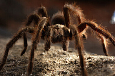 Introducing Johnny Cash the Tarantula
