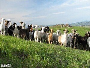 New Strategy for UK Animal and Plant Health Research
