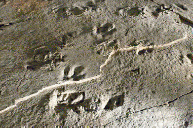 How do Footprints Become Fossils?
