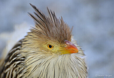 Are Birds as Clever as Apes?
