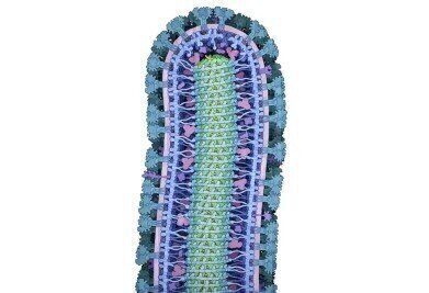 Ebola Virus Illustration Wins 2016 Wellcome Image Awards
