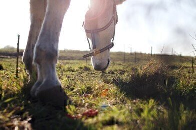 Tracking Hannibal with Ancient Horse Dung
