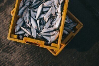 Could Science Save Rapidly Depleting Global Fish Stocks?
