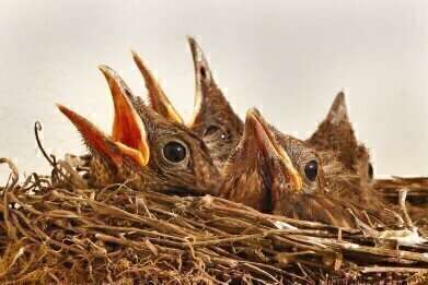 Have Scientists Discovered a Bisexual Bird Commune?
