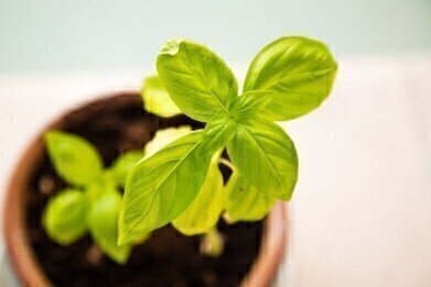 Can Plants Combat Indoor Air Pollution and Improve Health?
