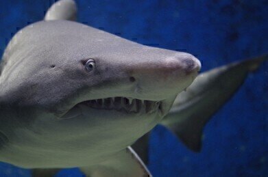 What Is Electroreception, and How Do Sharks Use It to Hunt?
