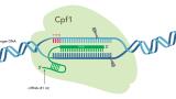 Complete Cpf1-Based CRISPR Genome Editing System Available