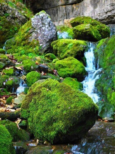 Can Moss Be Used to Monitor Pollution?