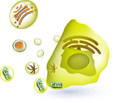 CD47 Protein Products for Cancer and Cardiovascular Research