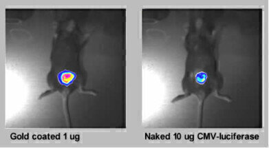 Low-pressure Gene Delivery System 