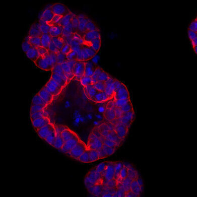 Highest Stability Recombinant Wnt3a for Organoid Culture