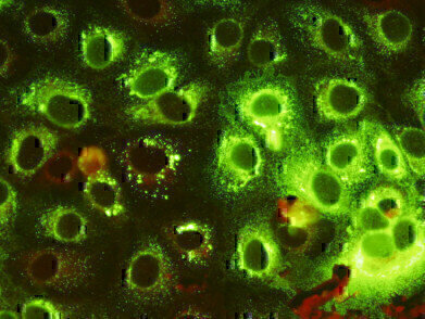 New Japanese Encephalitis Virus Monoclonal Antibodies