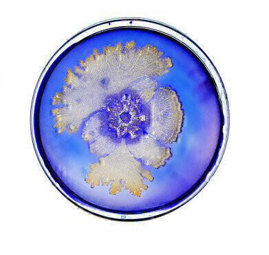 Dispelling the Myths of Bacteria: Oxford Exhibition Open