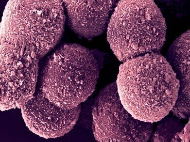 New Pooled Donor Suspension Hepatocytes Enables Reproducibility