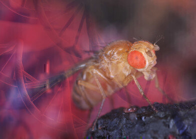 High Performance Drosophila ChIP Kits