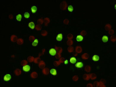 Monoclonal Antibodies to Powassan Virus