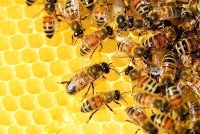 Bees Are Suffering from a Virus of Their Own, Scientists Find