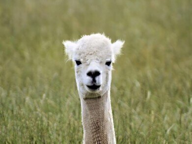 Can Llama Antibodies Block COVID-19?