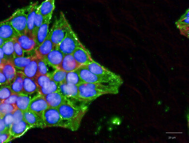 Investigating the Role of Heparins in Combating Covid-19 Infection