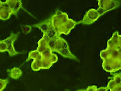 New Antibodies for COVID-19 Virus Detection