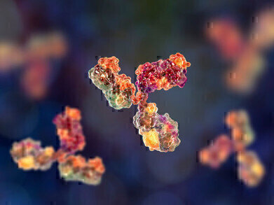 Custom Recombinant Monoclonal Antibodies 