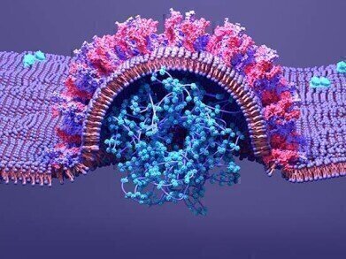 Mutant Spike Proteins and Antigens for SARS-CoV-2 Variant Research