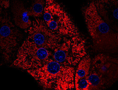 Animal-Free Enzymes for In-Vitro Tissue Dissociation