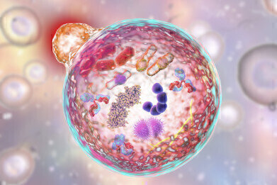 Ready-to-Use Protein and Cell Lysates for Cellular Metabolism Research