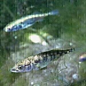 New Proficiency Test for Fish Analysis