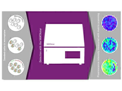 Quantifying Transfection Efficiency Without Microscopy