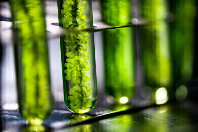 Dissolved species analyser designed for algae research