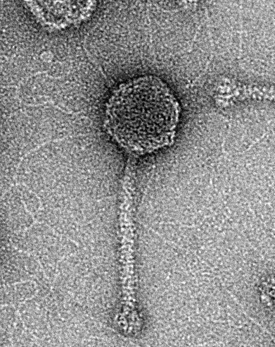 Combined bacterial defences ward off viruses