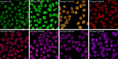 Novel nuclear stains for microscopy and flow cytometry