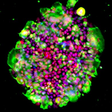 New laminin isoform kit simplifies cell culture workflow