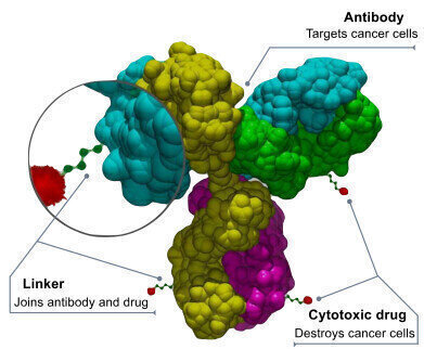 Roche and Innovent agree $1billion global licence for a novel DLL3 antibody drug conjugate 