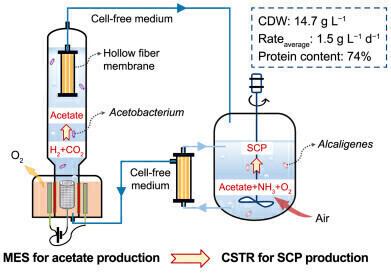 Breakthrough bioprocess turns CO<sub>2 </sub>and electricity into high-protein food