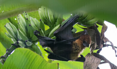 Oxford University commences clinical trial of candidate vaccine against deadly Nipah virus