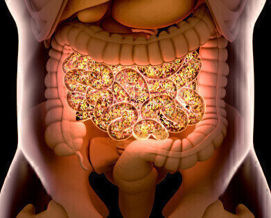 Decoding how gut bacteria feed on mucus sugars