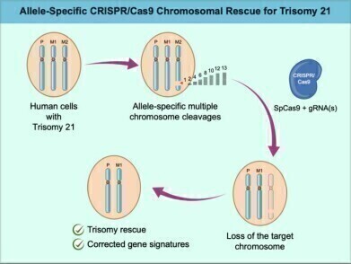 CRISPR technique used to remove extra chromosomes in trisomy cell line proof-of-concept