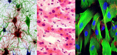 Ready-to-use hiPSC-derived cells streamline lab workflows