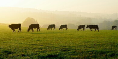 Research identifies strategies to cut emissions in UK beef farming