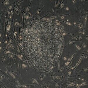 Collaboration to advance graphene sensors for quantum computing