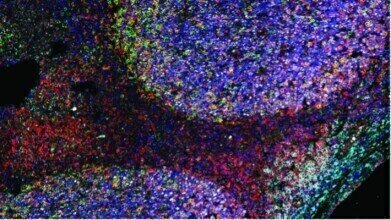 International 3Rs prize competition now open for entries