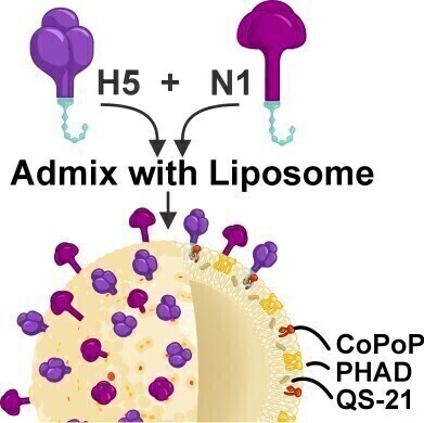 Animal model of experimental H5N1 avian flu vaccine shows promise