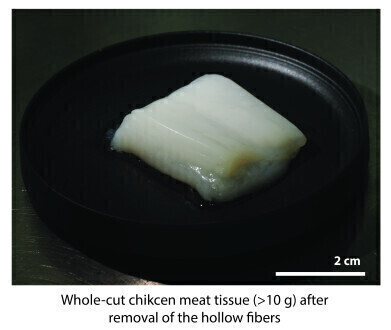 Chunks of lab-grown ‘chicken’ have a ‘whole meat’ texture