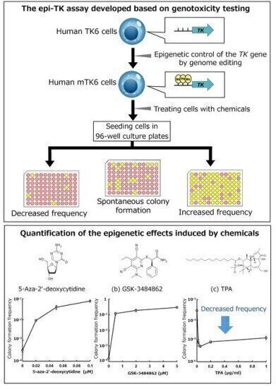 Cell-based reporter assay can quantify epigenetic changes that have been chemical induced