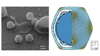Giant virus, not seen before at northerly latitudes, discovered in soil in Finland