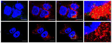 Hacking cell entry could drive uptake of large molecule drugs