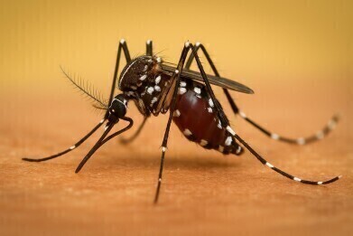 Zika virus uses ‘self-care’ system of host’s cells as protection