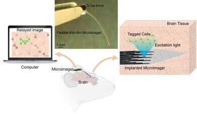 Researchers capture brain activity with miniaturised imager thinner than eyelash